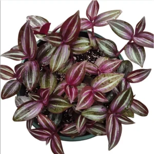 Tradescantia Zebrina Evanesce Live Plant 2 Inch Pot Indoor/Outdoor - Image 6
