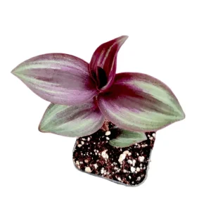 Tradescantia Zebrina Evanesce Live Plant 2 Inch Pot Indoor/Outdoor - Image 1