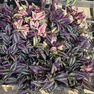 Tradescantia Zebrina Live Plant – Purple Inch Plant – 4in Pot – Indoor Foliage - Image 2