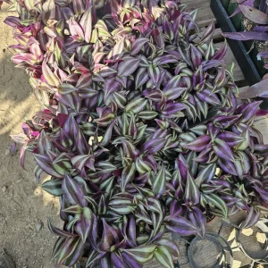 Tradescantia Zebrina Live Plant – Purple Inch Plant – 4in Pot – Indoor Foliage - Image 4
