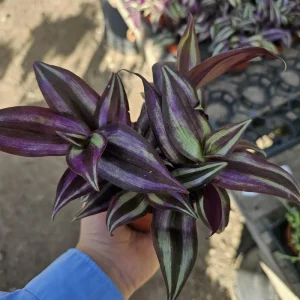Tradescantia Zebrina Live Plant – Purple Inch Plant – 4in Pot – Indoor Foliage - Image 5