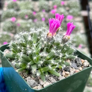 Trichodiadema Densum Succulent Live Plant - 4 Inch Pot - Desert Rose - Image 2