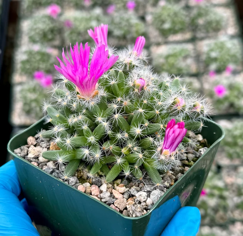 Trichodiadema Densum Succulent Live Plant - 4 Inch Pot - Desert Rose - Image 3