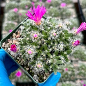 Trichodiadema Densum Succulent Live Plant - 4 Inch Pot - Desert Rose - Image 5