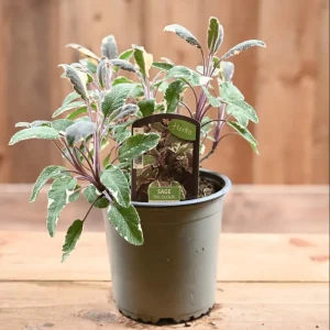 Tricolor Sage Live Starter Plant 3-Pack – Culinary Herb – 4-6 Inch Tall - Image 2