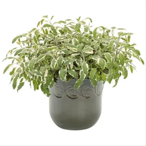 Tricolor Sage Live Starter Plant 3-Pack – Culinary Herb – 4-6 Inch Tall - Image 3