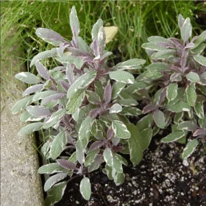 Tricolor Sage Live Starter Plant 3-Pack – Culinary Herb – 4-6 Inch Tall - Image 4