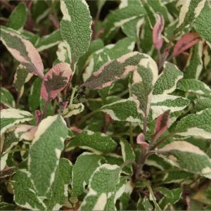 Tricolor Sage Live Starter Plant 3-Pack – Culinary Herb – 4-6 Inch Tall - Image 5