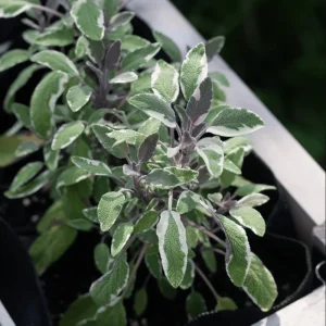 Tricolor Sage Live Starter Plant 3-Pack – Culinary Herb – 4-6 Inch Tall - Image 6
