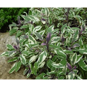 Tricolor Sage Live Starter Plant 3-Pack – Culinary Herb – 4-6 Inch Tall - Image 7