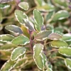 Tricolor Sage Live Starter Plant 3-Pack – Culinary Herb – 4-6 Inch Tall - Image 1