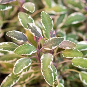 Tricolor Sage Live Starter Plant 3-Pack – Culinary Herb – 4-6 Inch Tall - Image 1