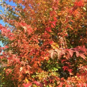 Trident Maple Live Plant – Set of 2 Trees – 6-12 Inch Tall – 4 Inch Pot – Outdoor - Image 2