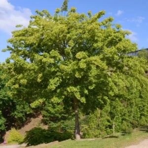 Trident Maple Live Plant – Set of 2 Trees – 6-12 Inch Tall – 4 Inch Pot – Outdoor - Image 3