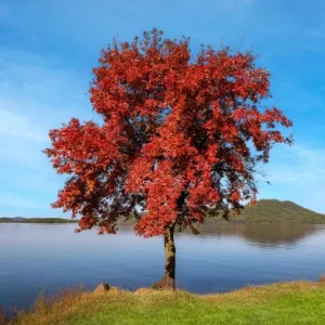 Trident Maple Live Plant – Set of 2 Trees – 6-12 Inch Tall – 4 Inch Pot – Outdoor - Image 1