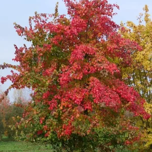 Trident Maple Live Plant – Set of 2 Trees – 6-12 Inch Tall – 4 Inch Pot – Outdoor - Image 4