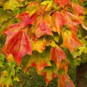 Trident Maple Live Plant – Set of 2 Trees – 6-12 Inch Tall – 4 Inch Pot – Outdoor - Image 5