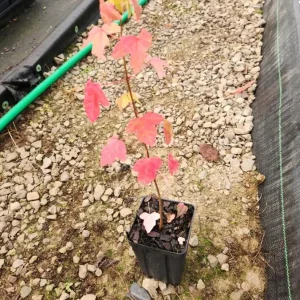 Trident Maple Live Plant – Set of 2 Trees – 6-12 Inch Tall – 4 Inch Pot – Outdoor - Image 6