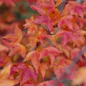 Trident Maple Live Plant – Set of 2 Trees – 6-12 Inch Tall – 4 Inch Pot – Outdoor - Image 7