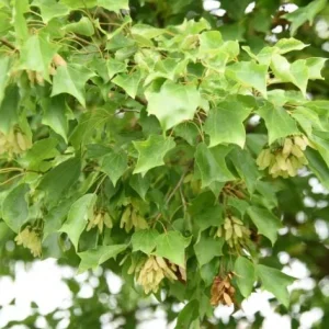 Trident Maple Tree Seedling - Bare Root Live Plant - 1-2ft Tall - Deciduous - Image 10