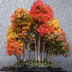 Trident Maple Tree Seedling - Bare Root Live Plant - 1-2ft Tall - Deciduous - Image 2