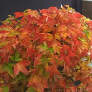 Trident Maple Tree Seedling - Bare Root Live Plant - 1-2ft Tall - Deciduous - Image 3