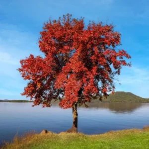 Trident Maple Tree Seedling - Bare Root Live Plant - 1-2ft Tall - Deciduous - Image 4