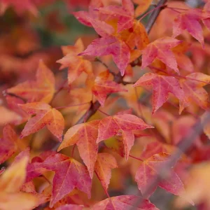 Trident Maple Tree Seedling - Bare Root Live Plant - 1-2ft Tall - Deciduous - Image 5