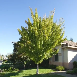 Trident Maple Tree Seedling - Bare Root Live Plant - 1-2ft Tall - Deciduous - Image 6