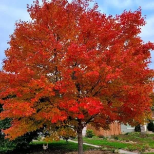 Trident Maple Tree Seedling - Bare Root Live Plant - 1-2ft Tall - Deciduous - Image 7