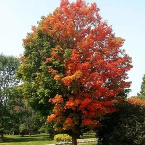 Trident Maple Tree Seedling - Bare Root Live Plant - 1-2ft Tall - Deciduous - Image 8