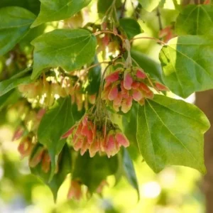 Trident Maple Tree Seedling - Bare Root Live Plant - 1-2ft Tall - Deciduous - Image 9