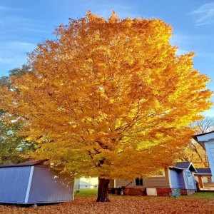 Trident Maple Tree Seedling - Bare Root Live Plant - 1-2ft Tall - Deciduous - Image 1