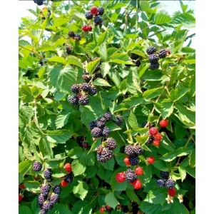 Triple Crown Thornless Blackberry Live Plants - Pack of 2, 4-8 Inch Tall - Image 2