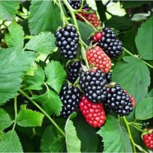 Triple Crown Thornless Blackberry Live Plants - Pack of 2, 4-8 Inch Tall - Image 4