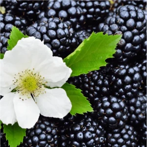 Triple Crown Thornless Blackberry Live Plants - Pack of 2, 4-8 Inch Tall - Image 5
