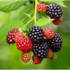 Triple Crown Thornless Blackberry Live Plants - Pack of 2, 4-8 Inch Tall - Image 1