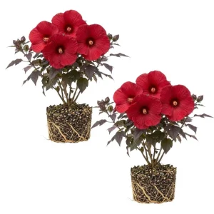 Tropical Hibiscus Live Plant 5-7 Inch – Outdoor Hardy Flowering Shrub - Image 10