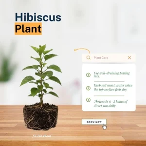 Tropical Hibiscus Live Plant 5-7 Inch – Outdoor Hardy Flowering Shrub - Image 2