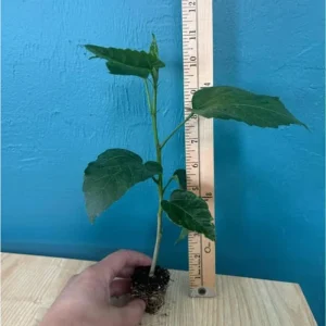 Tropical Hibiscus Live Plant 5-7 Inch – Outdoor Hardy Flowering Shrub - Image 3