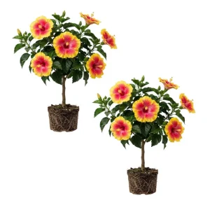 Tropical Hibiscus Live Plant 5-7 Inch – Outdoor Hardy Flowering Shrub - Image 4