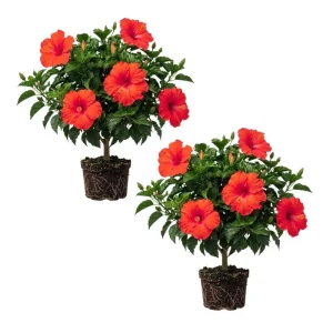Tropical Hibiscus Live Plant 5-7 Inch – Outdoor Hardy Flowering Shrub - Image 5