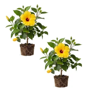 Tropical Hibiscus Live Plant 5-7 Inch – Outdoor Hardy Flowering Shrub - Image 6