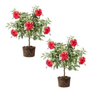 Tropical Hibiscus Live Plant 5-7 Inch – Outdoor Hardy Flowering Shrub - Image 7