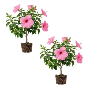 Tropical Hibiscus Live Plant 5-7 Inch – Outdoor Hardy Flowering Shrub - Image 8