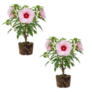 Tropical Hibiscus Live Plant 5-7 Inch – Outdoor Hardy Flowering Shrub - Image 9