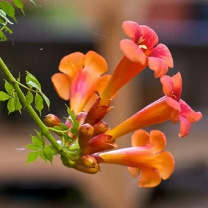Trumpet Creeper Vine Seeds - 100+ Perennial Flower Seeds, Campsis radicans - Image 2