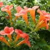 Trumpet Creeper Vine Seeds - 100+ Perennial Flower Seeds, Campsis radicans - Image 1