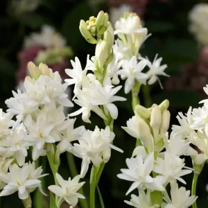 Tuberose 'The Pearl' Bulbs - 2 Large Clumps, Double White Fragrant Flowers for Garden Planting - Image 2