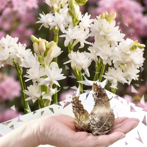 Tuberose 'The Pearl' Bulbs - 2 Large Clumps, Double White Fragrant Flowers for Garden Planting - Image 3